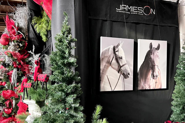 Grandview Equine: Unleashing Equestrian Excellence