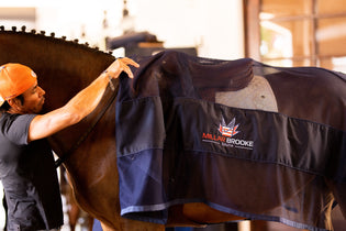  Beat the Heat - A Comprehensive Guide to Keeping Your Equine Partner Cool