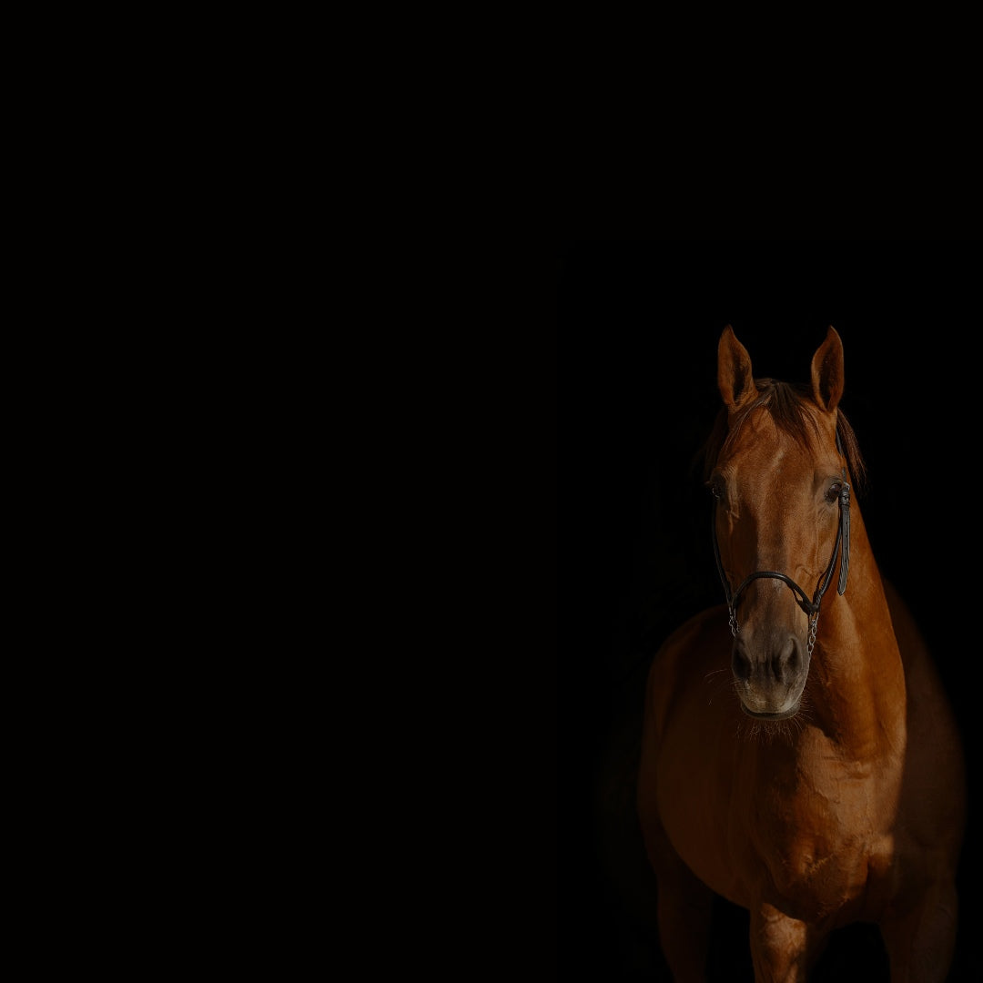  Hunter & Jumper Logos for Horse 