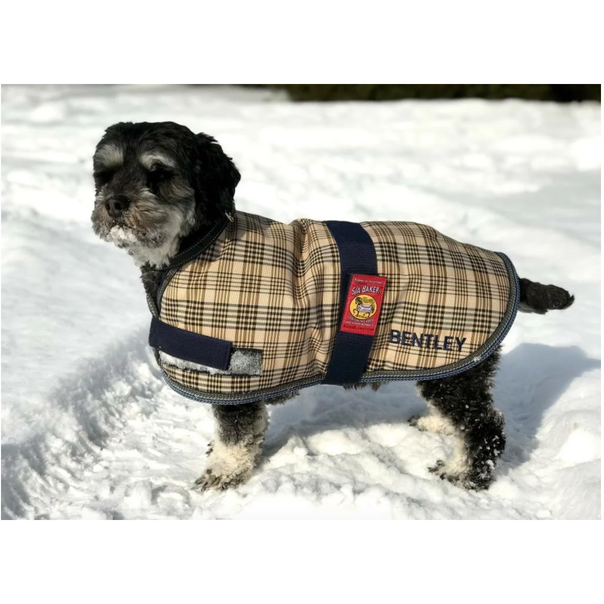 Dog coat that clearance covers belly